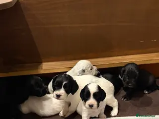 Sprocker dogs Sprocker puppies for sale 🐶 - Advert 16