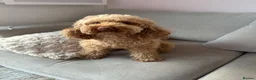 Toy Poodle dogs for sale: Mika- toy poodle  - Advert 6