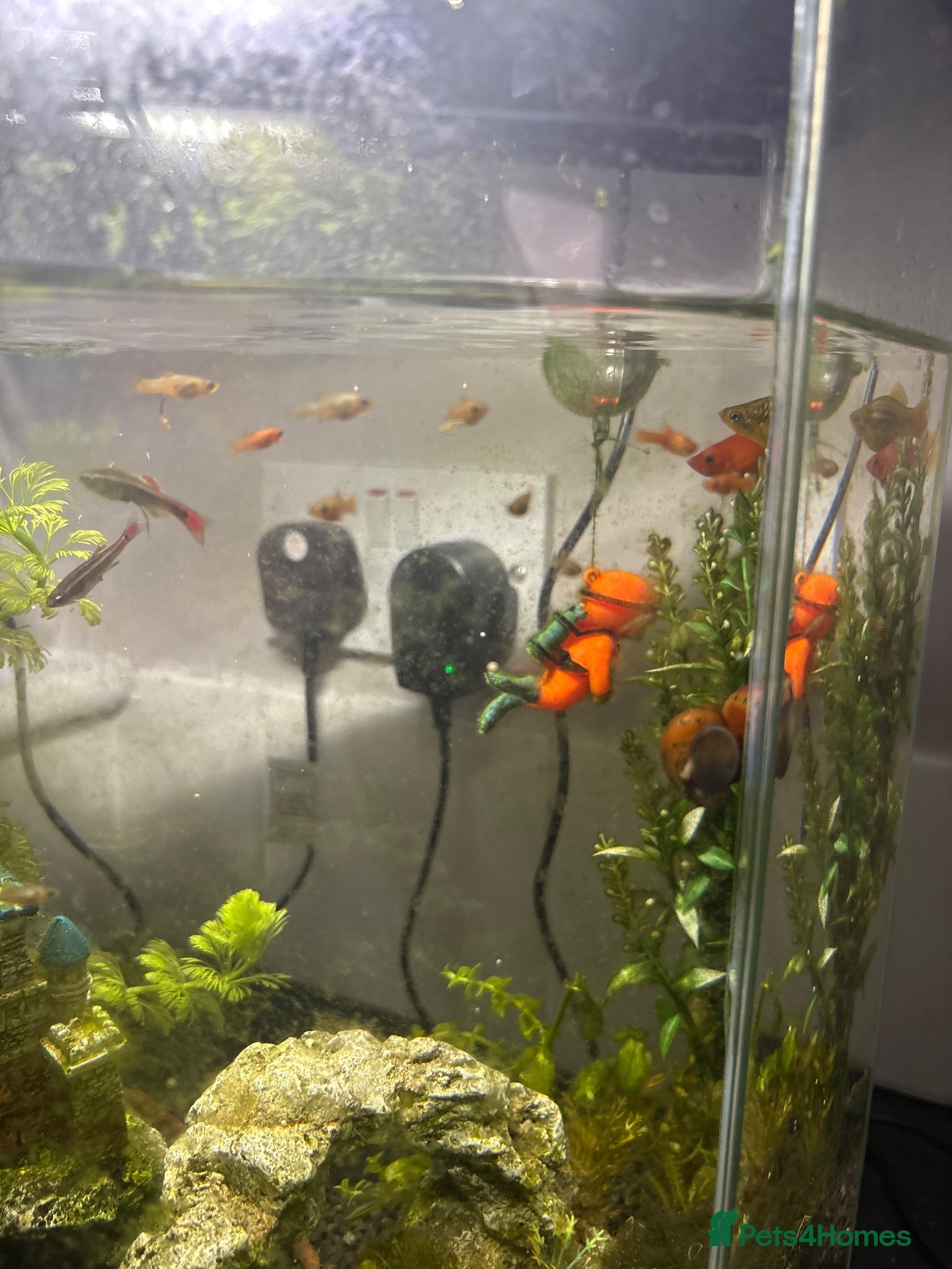 Platies fish FREE platty/guppy fry  - Advert 8