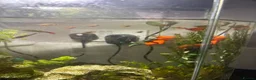 Platies fish for sale: FREE platty/guppy fry  in Hessle - Advert 1