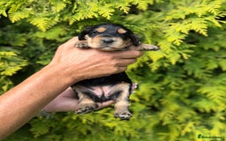 Cocker Spaniel dogs for sale: Show Cocker Spaniel pups KC reg - Image 7