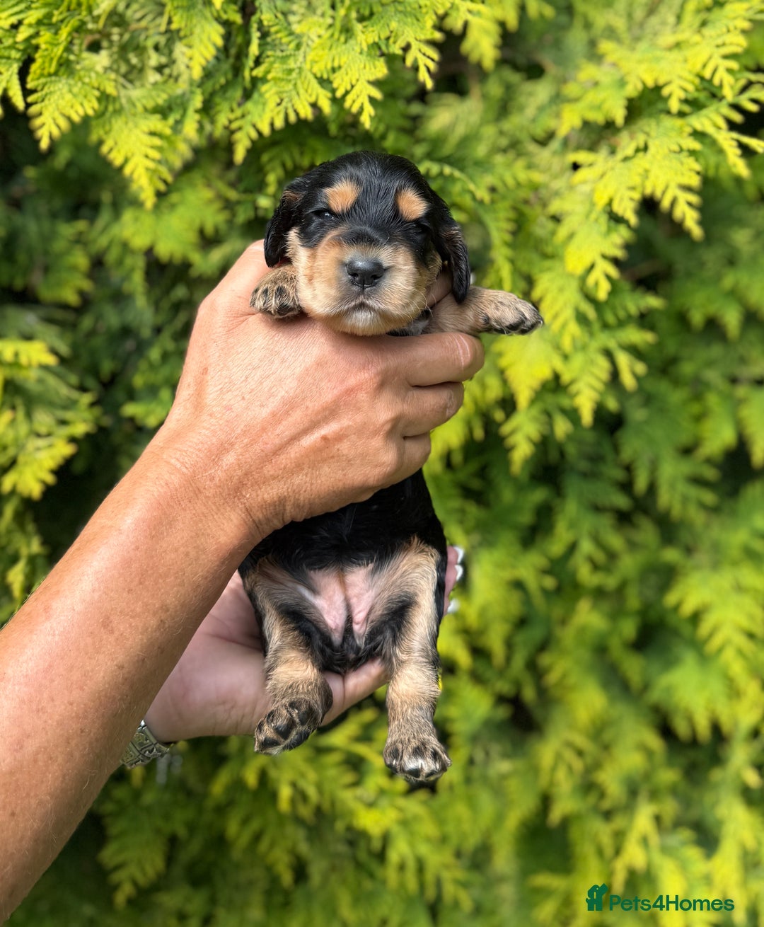 Cocker Spaniel dogs for sale: Show Cocker Spaniel pups KC reg - Image 7