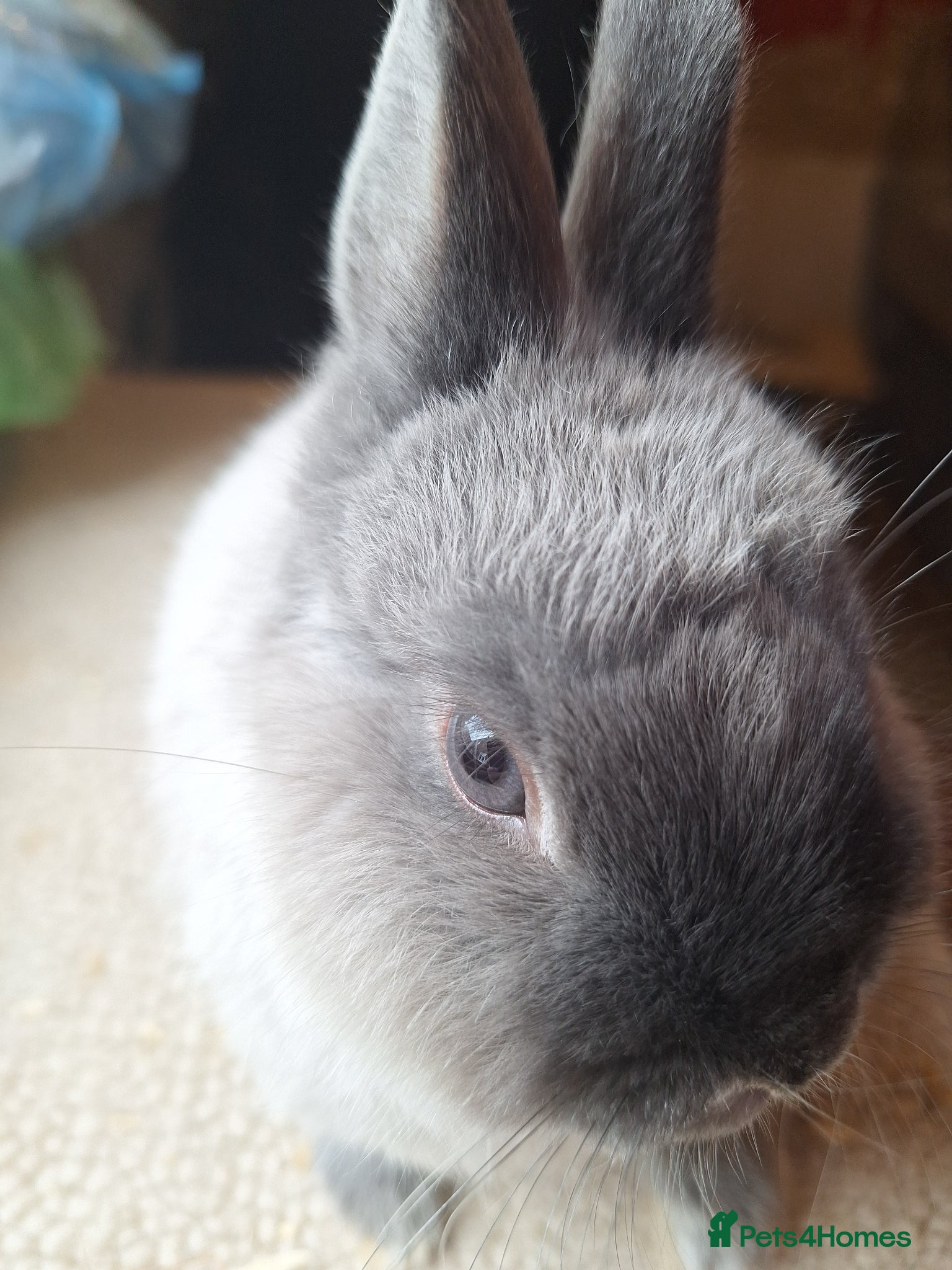 Netherland Dwarf rabbits Siamese smoke netherland dwarf  - Advert 1