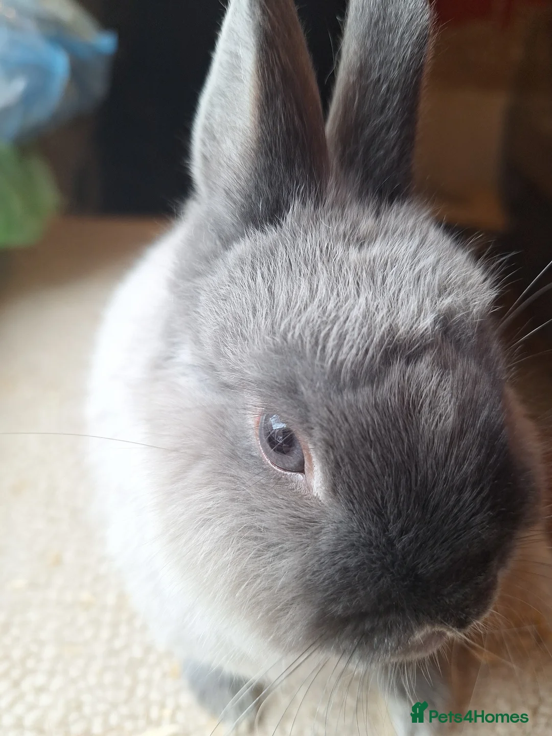 Netherland Dwarf rabbits for sale: Siamese smoke netherland dwarf  - Advert 1
