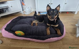 Mixed Breed dogs for sale: Border collie X German shepard female - Image 5