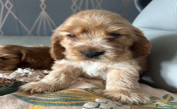 Cocker Spaniel dogs - Advert 1