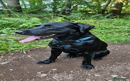 Labrador Retriever dogs for stud: Gorgeous Labrador retriever "PROVEN STUD" in Haddington - Image 1