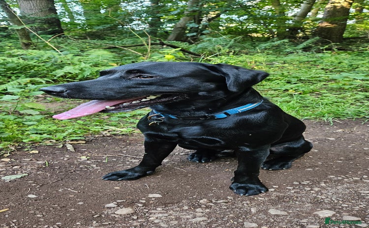 Labrador Retriever dogs in Haddington - Advert 4