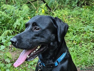 Labrador Retriever dogs in Haddington - Advert 23