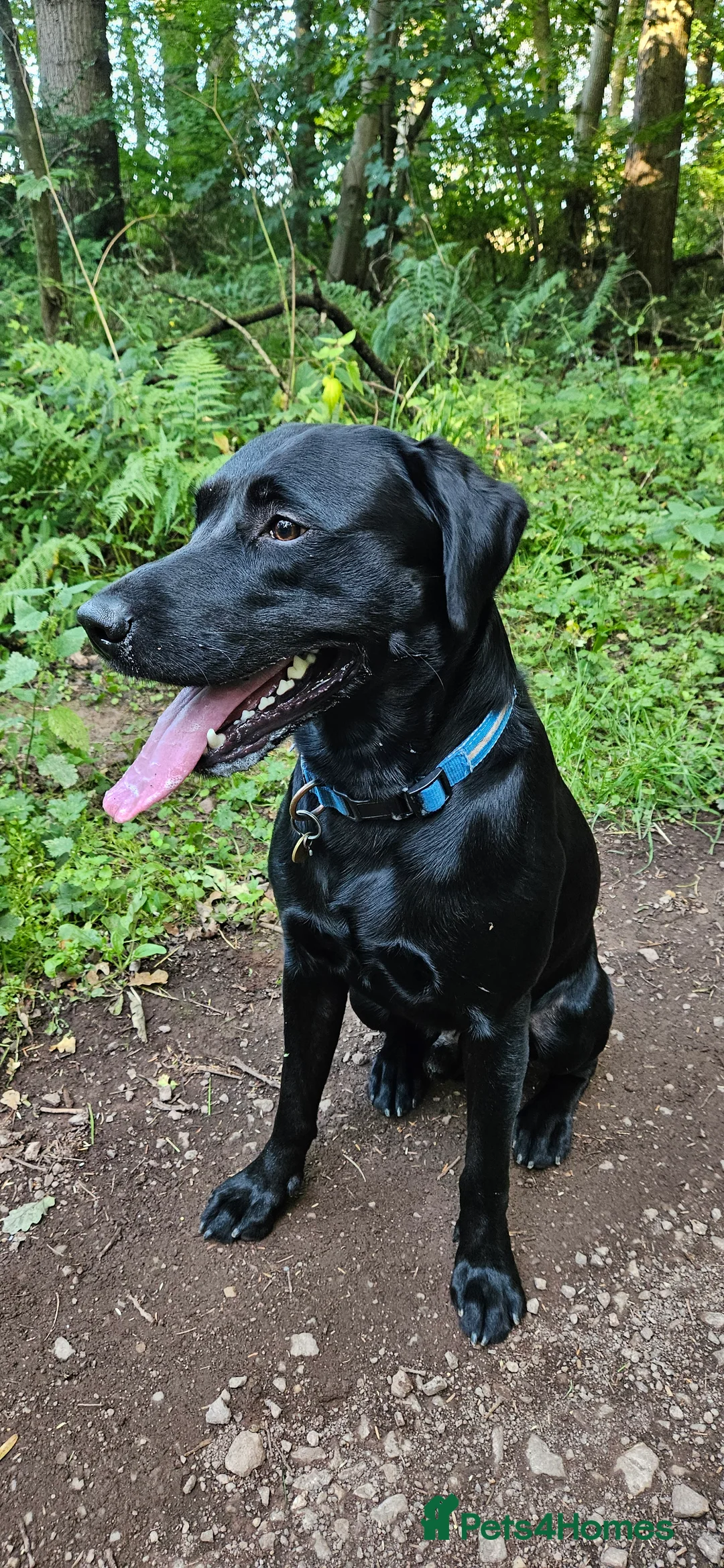 Labrador Retriever dogs for stud: Gorgeous Labrador retriever "PROVEN STUD" in Haddington - Advert 1