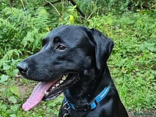 Labrador Retriever dogs Gorgeous Labrador retriever "PROVEN STUD" in Haddington - Advert 4