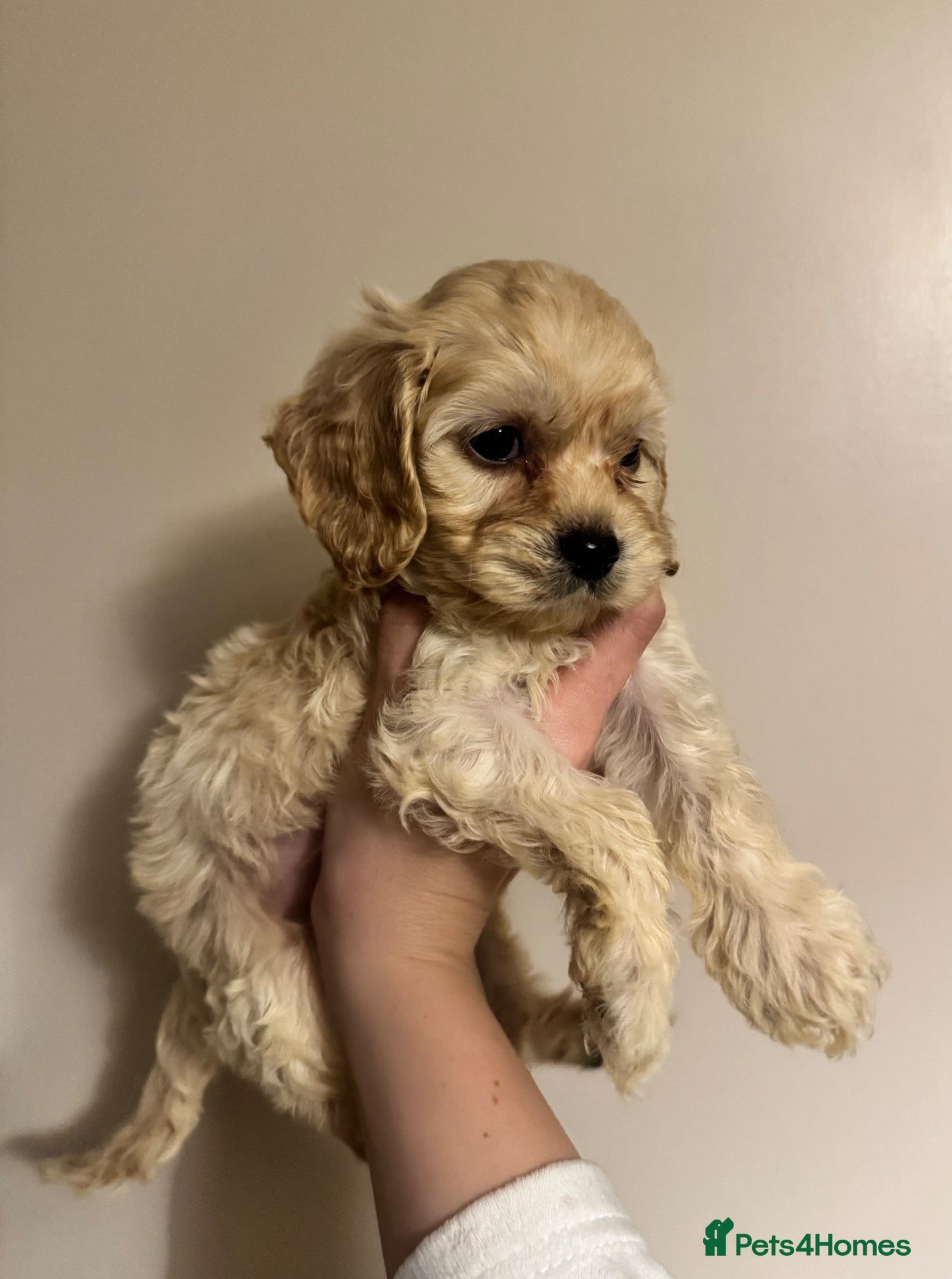 Cockapoo dogs Exceptional F1 Miniature Cockapoo Puppies  - Advert 6