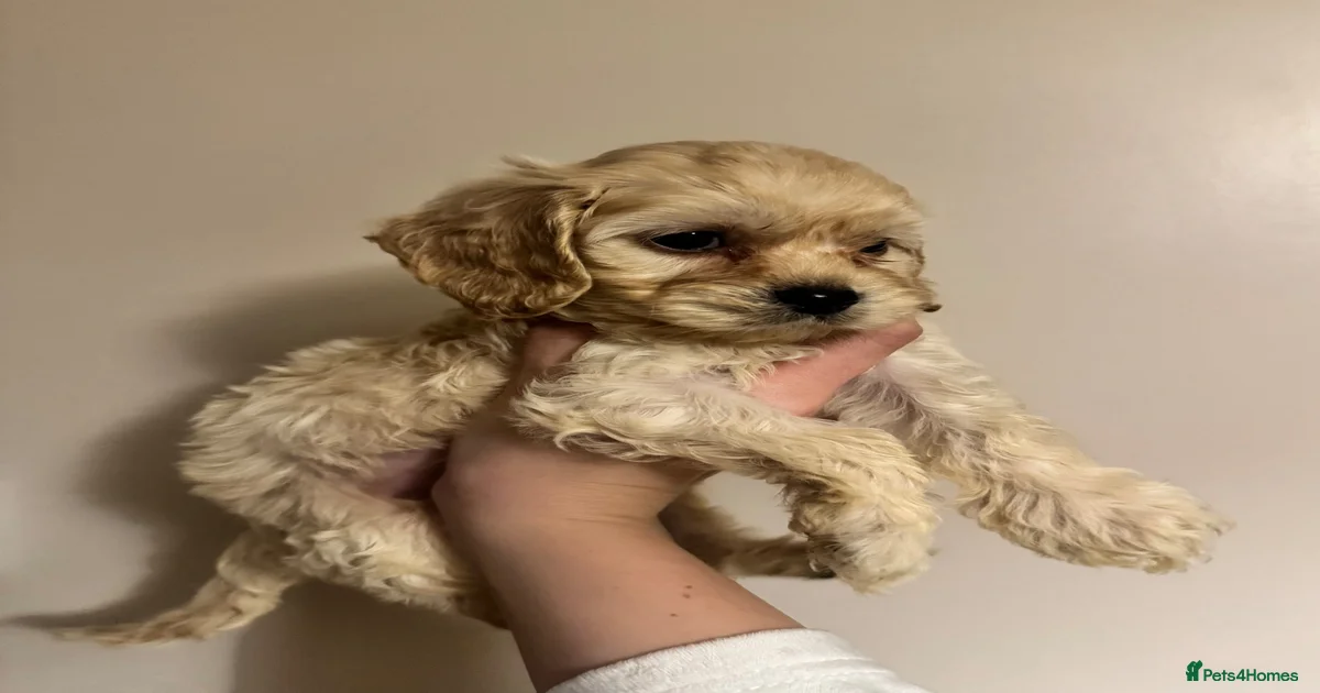 Black cockapoo Pets & Animals for sale | Pets4Homes