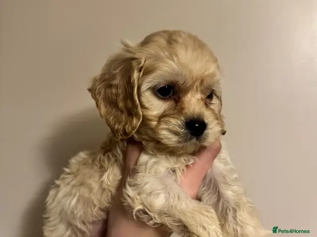 Cockapoo dogs Exceptional F1 Miniature Cockapoo Puppies - Advert 12