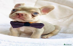 French Bulldog dogs for sale: NEWSHADE ISABELLA MALE FRENCH BULLDOGS - Image 7