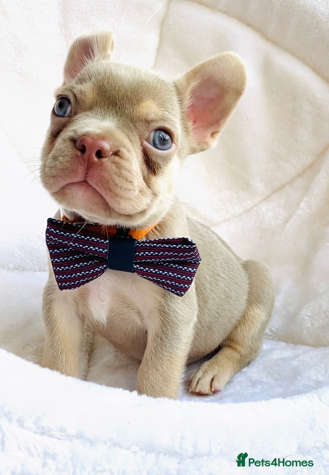 French Bulldog dogs for sale: NEWSHADE ISABELLA MALE FRENCH BULLDOGS - Image 7