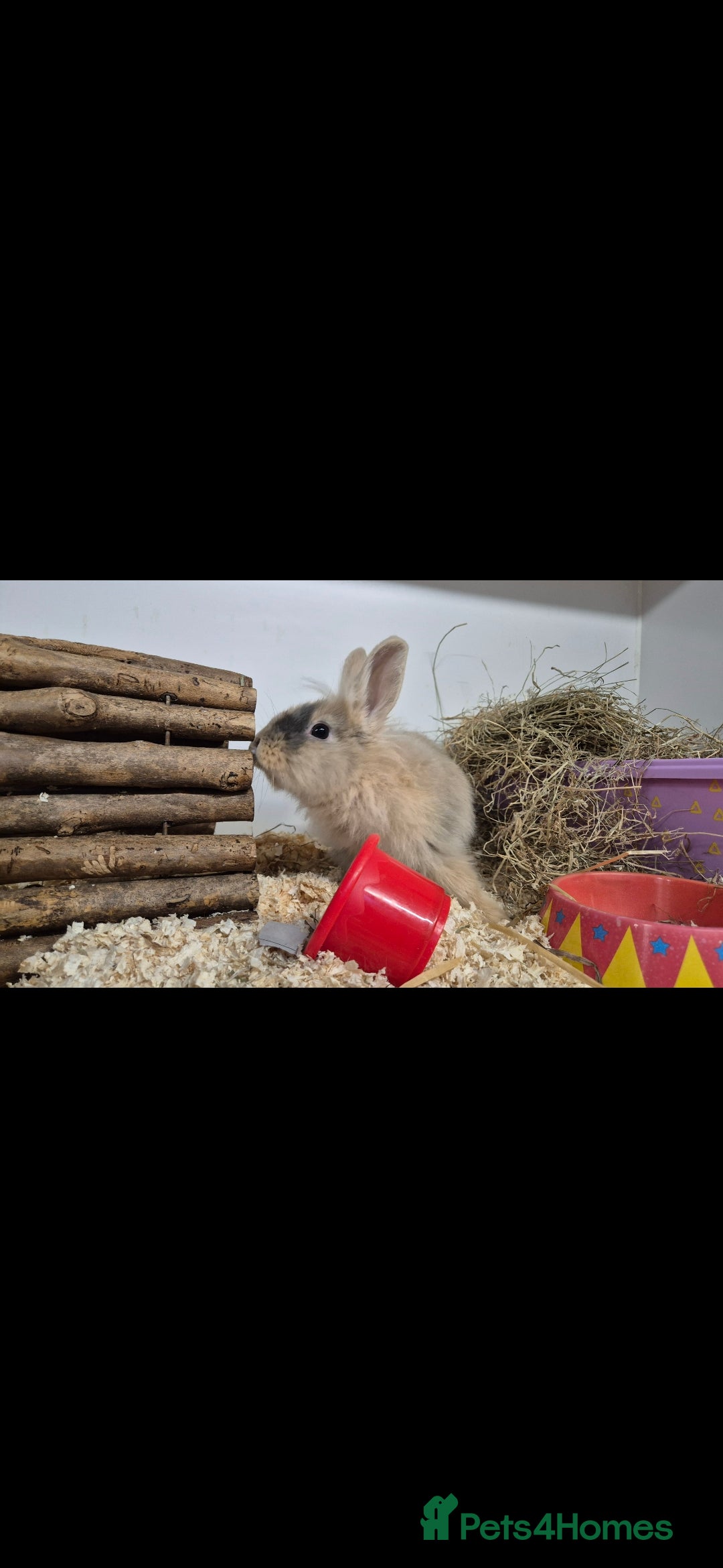 Lionhead rabbits for sale: Little Rory vaccinated and castrated  - Advert 4