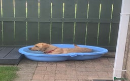 Labrador Retriever dogs for sale: My Boy Lenny - Labrador  - Image 38