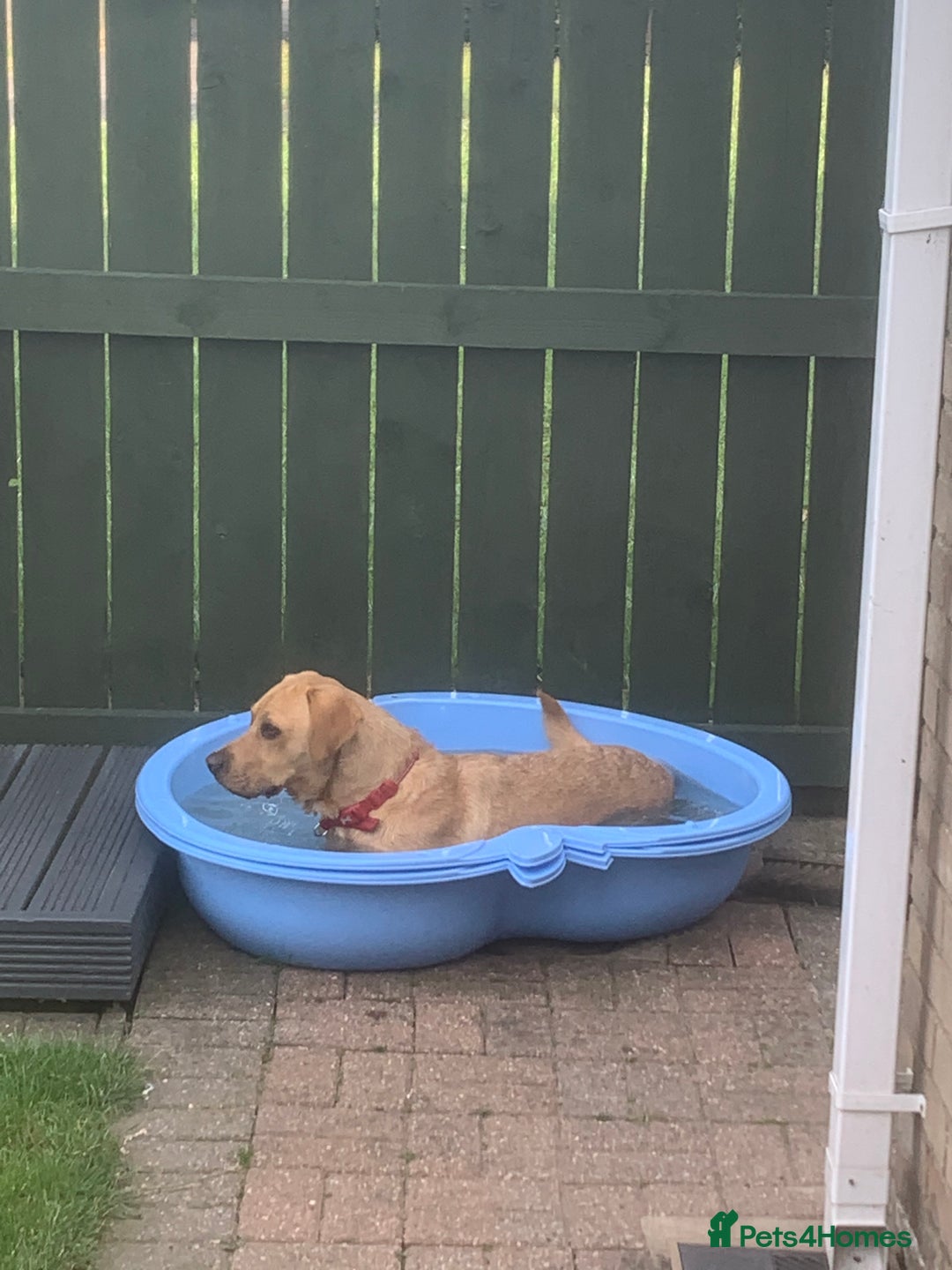 Labrador Retriever dogs for sale: My Boy Lenny - Labrador  - Image 38