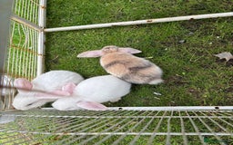 Mini Lop rabbits for sale: Mini lop babies  - Image 5