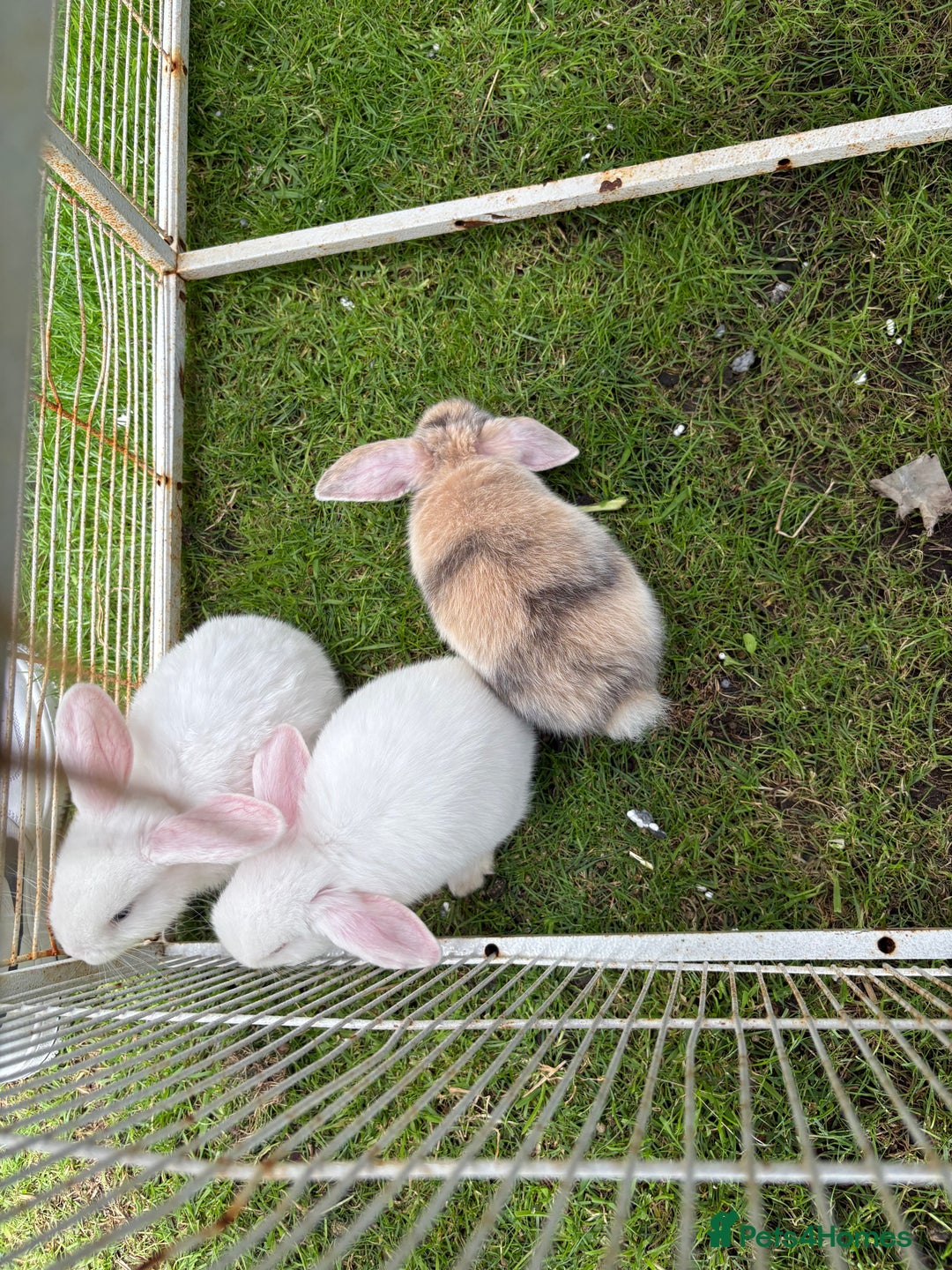 Mini Lop rabbits for sale: Mini lop babies  - Image 5