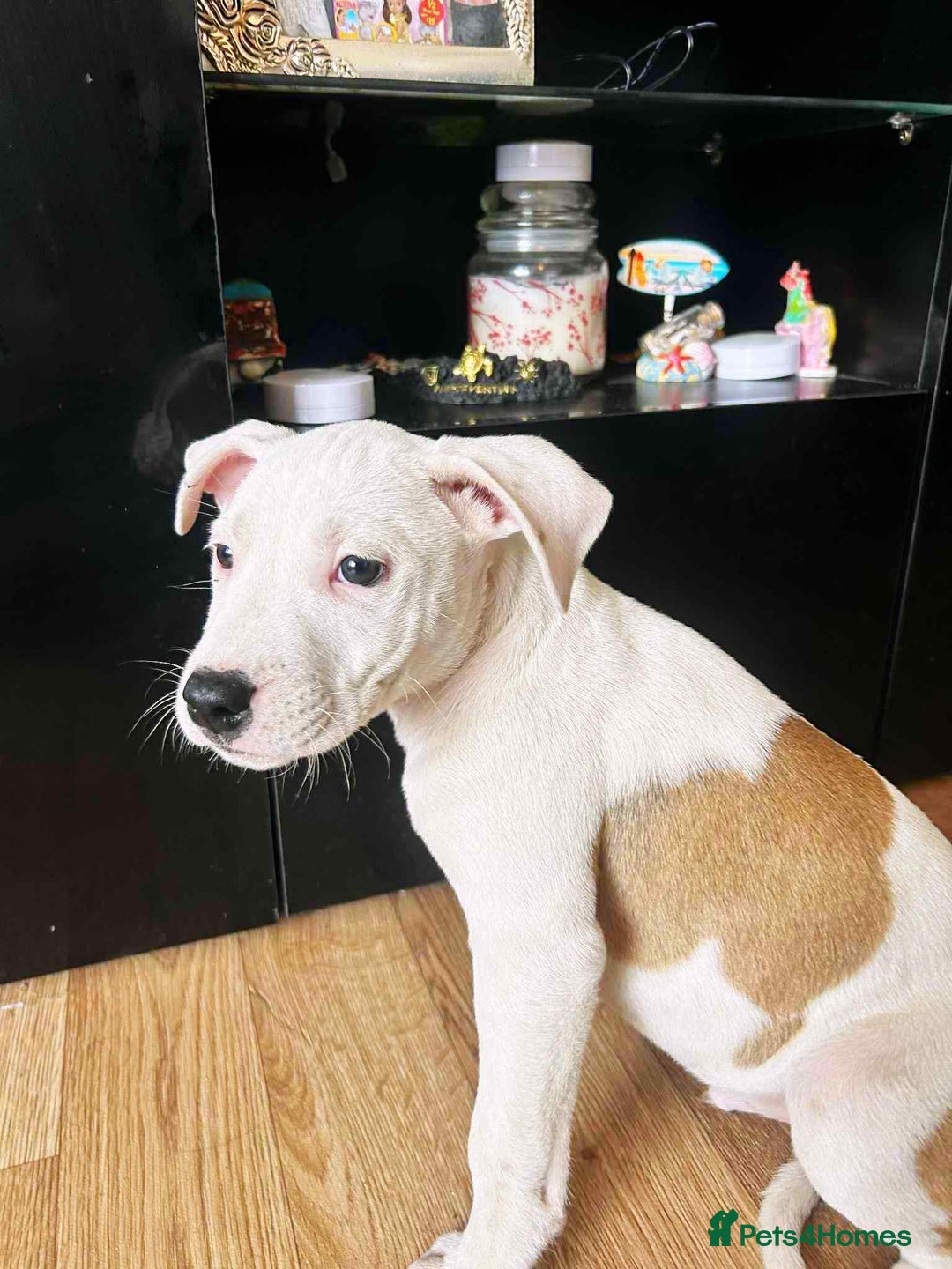 Staffordshire Bull Terrier dogs for sale: Staffordshire puppies - Advert 3