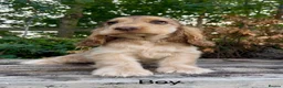 Cocker Spaniel dogs for sale: KC RegShow Type Cocker Spaniel Pups Health Tested - Advert 6