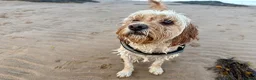 Cockapoo dogs for sale: Beautiful & fun 3 year old Cockapoo ‘Teddy’ - Advert 24