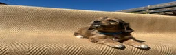 Mixed Breed dogs for sale: Havatoodle Pups - Advert 26