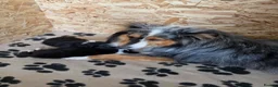 Shetland Sheepdog dogs for sale: Beautiful shetland sheepdog puppy in Wallasey - Advert 1
