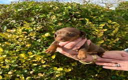 Miniature Dachshund dogs for sale: Kc reg mini dachshunds - Image 7