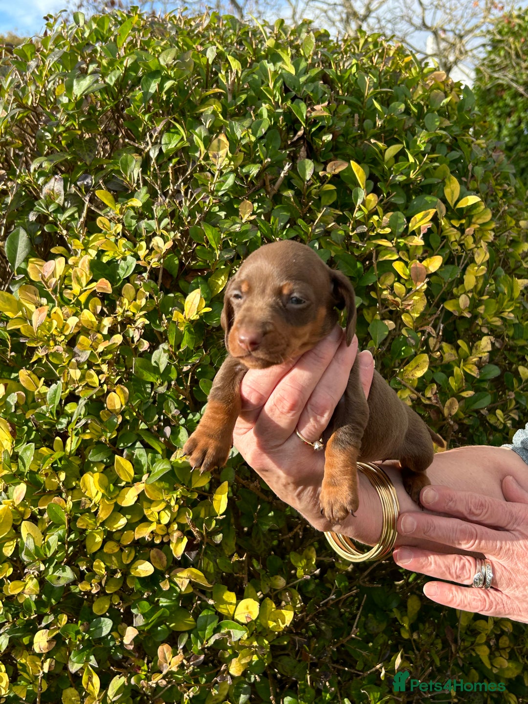 Miniature Dachshund dogs for sale: Kc reg mini dachshunds - Image 7