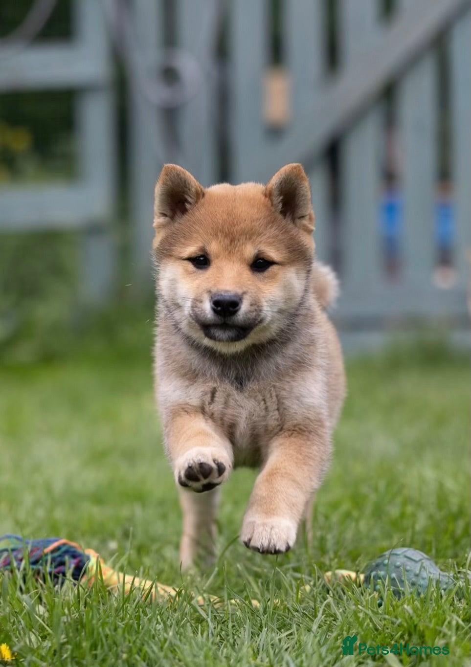 Japanese Shiba Inu dogs Confidence Comes With Time outstanding shiba 🇯🇵 - Advert 2