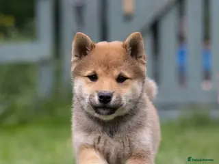 Japanese Shiba Inu dogs Confidence Comes With Time outstanding shiba 🇯🇵 - Advert 2