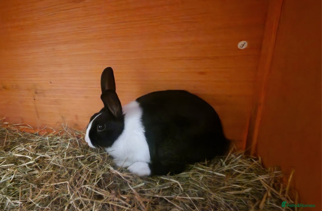 Netherland Dwarf rabbits for sale: Netherlands dwarf 12 week old - Image 1