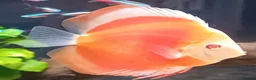 Discus fish for sale: Discuss fish - Advert 7