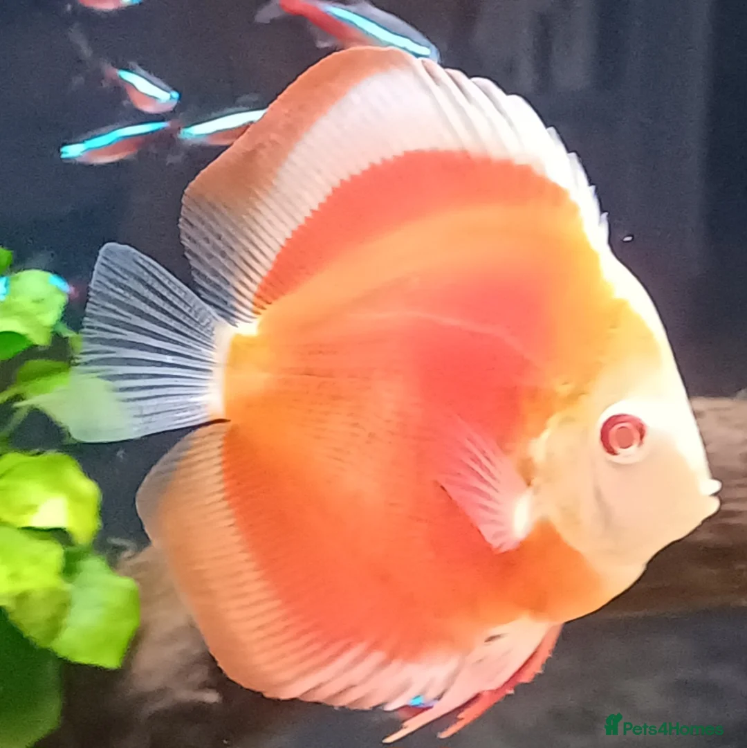 Discus fish for sale: Discuss fish - Advert 7