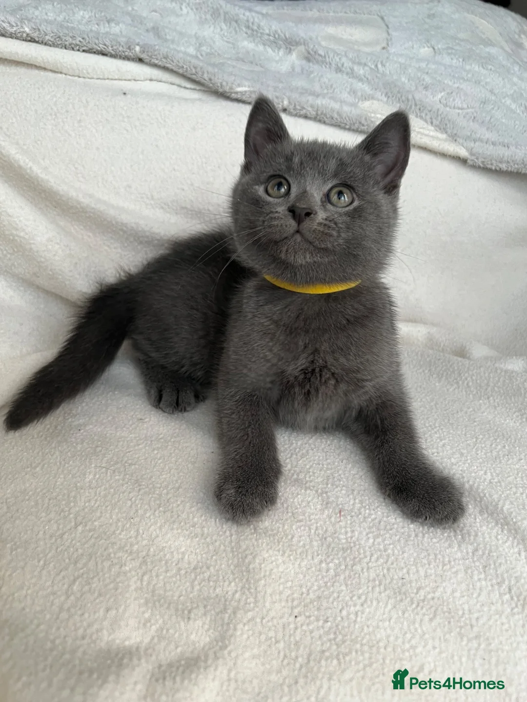 Mixed Breed cats for sale: British Shorthair& Russian Blue Kittens - Advert 2