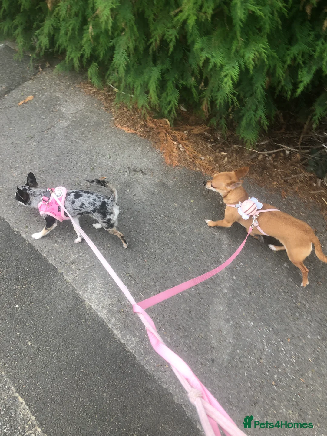 Chihuahua dogs for sale: Mum and daughter chihuahua must go together  - Advert 11