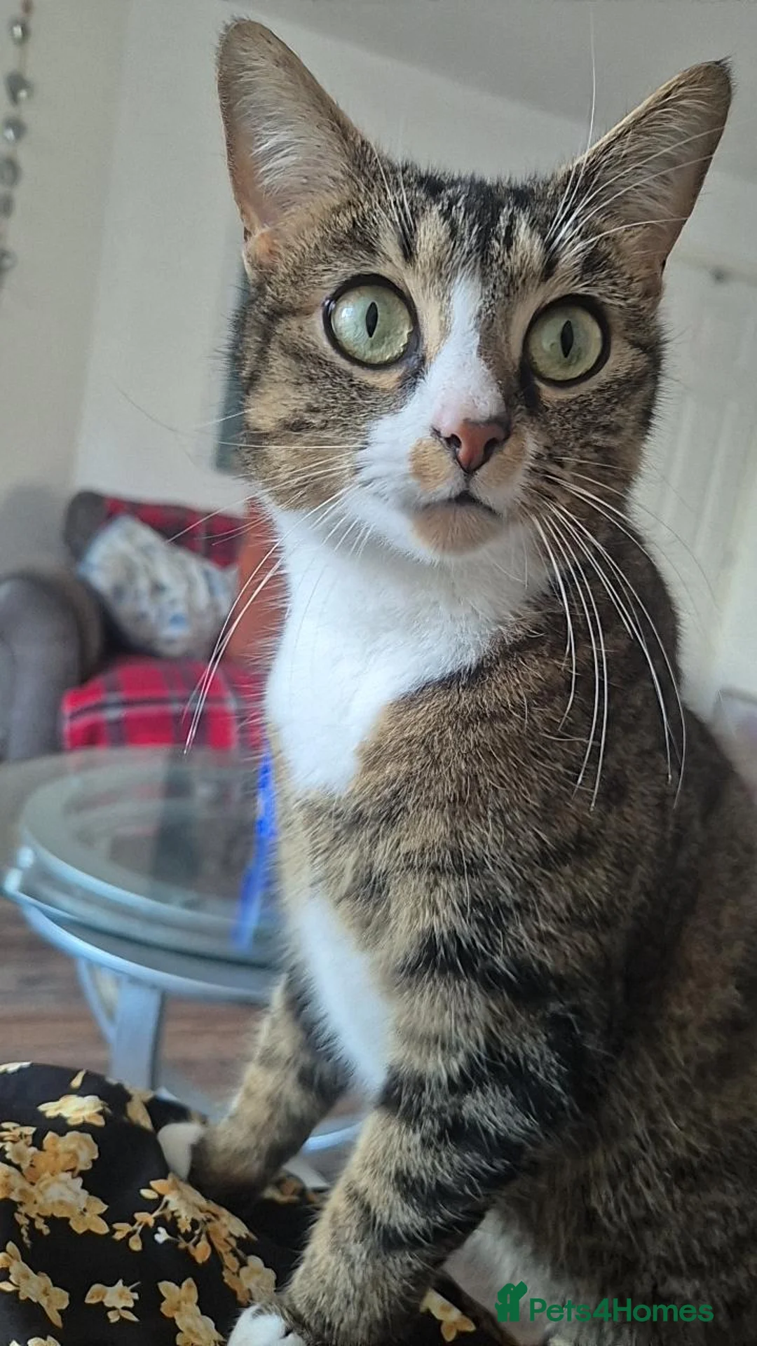 Mixed Breed cats for sale: Bengal Cross Kittens Ready for a Loving Home in Doncaster - Advert 1