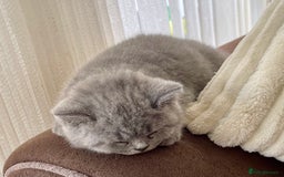British Shorthair cats for sale: Gorgeous British Blue Kittens - Image 4
