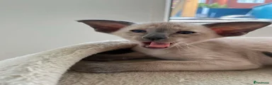 Dora -orange collar