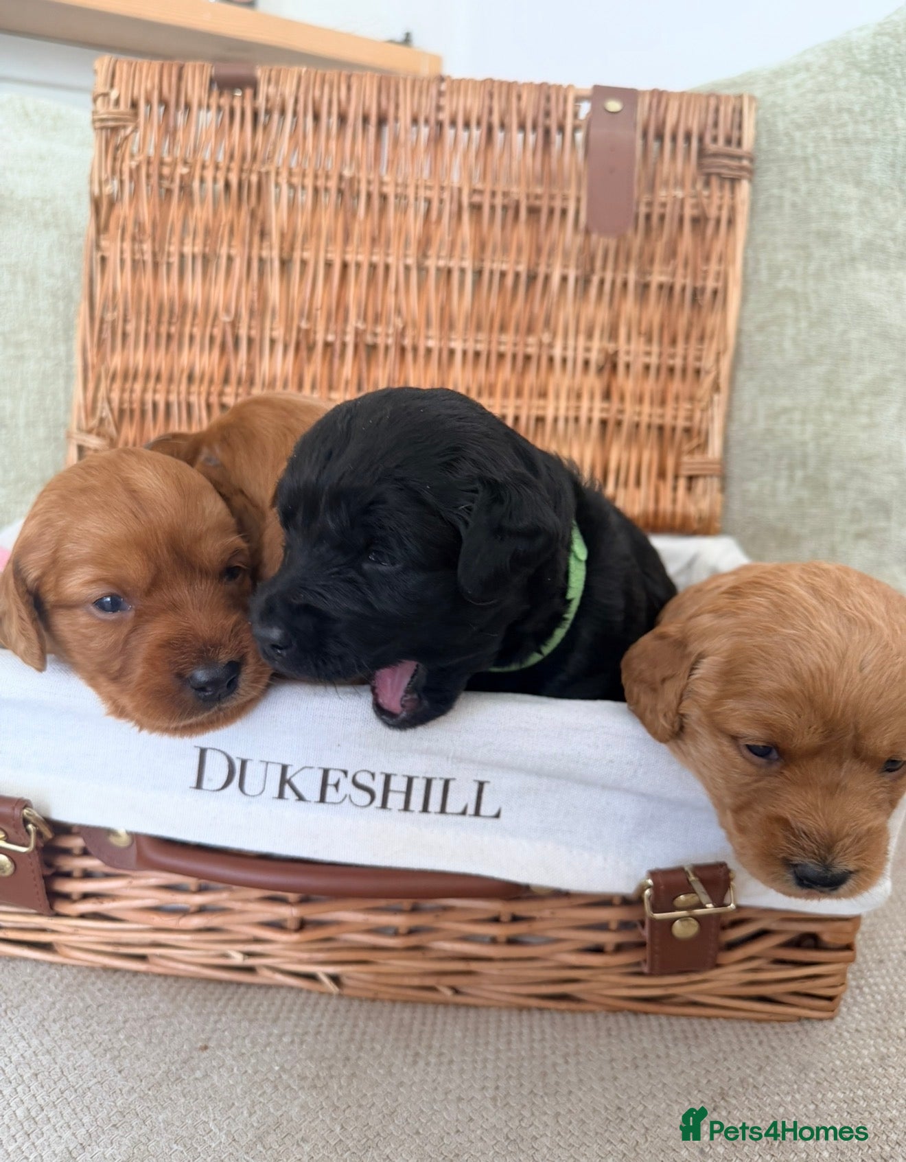 Labradoodle dogs Labradoodles  - Advert 8