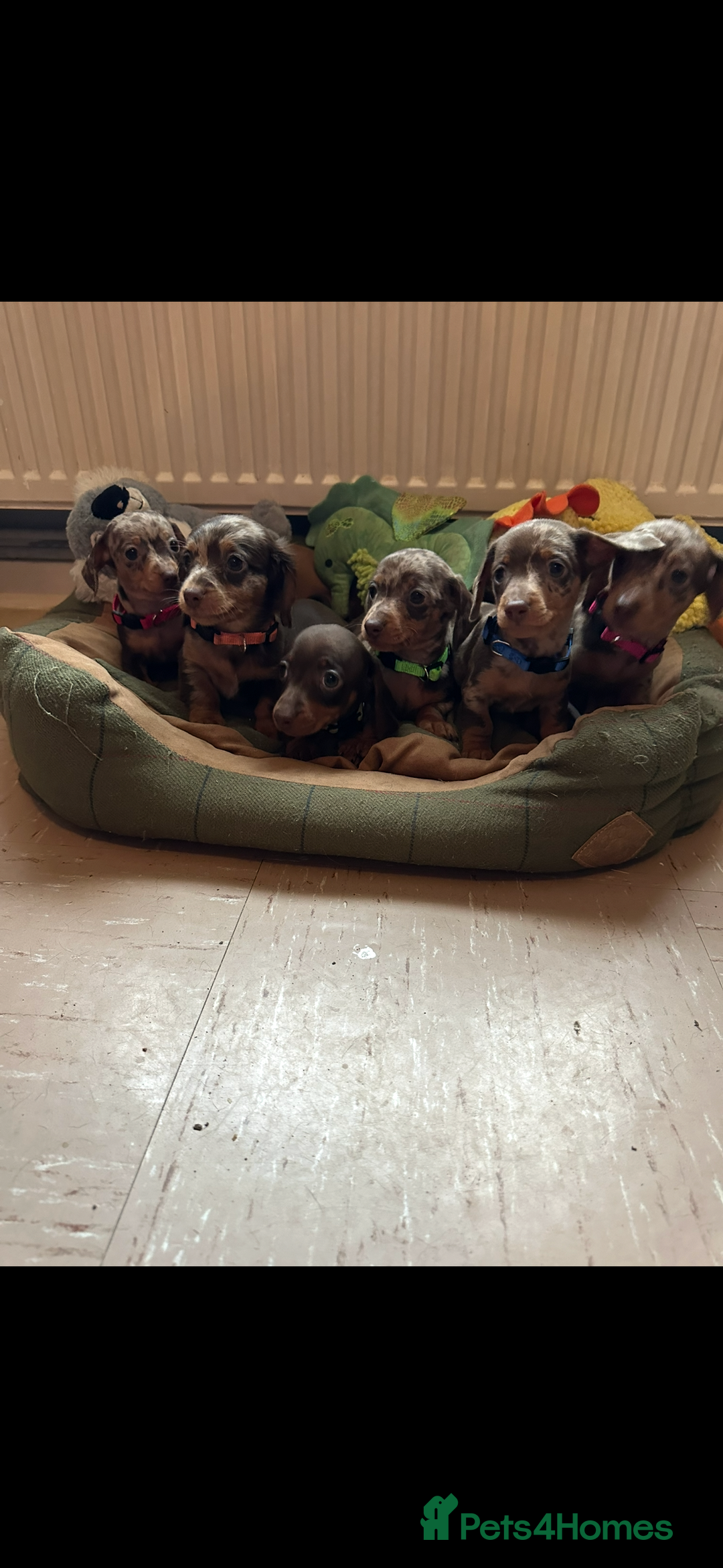 Miniature Dachshund dogs for sale: Miniature dutchound puppies  - Image 1