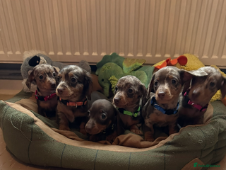 Miniature Dachshund dogs - Advert 33