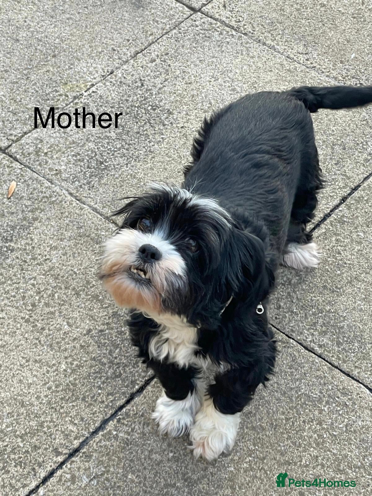 Bichon Frise dogs Bichon - Advert 1