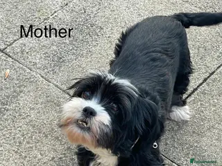 Bichon Frise dogs Bichon - Advert 1