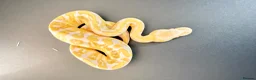 Python Snake reptiles for sale: 0.1 GHI Leo Candy 66% het Pied  - Advert 5