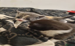 Mixed Breed cats for sale: Kittens for sale beautiful  - Image 1