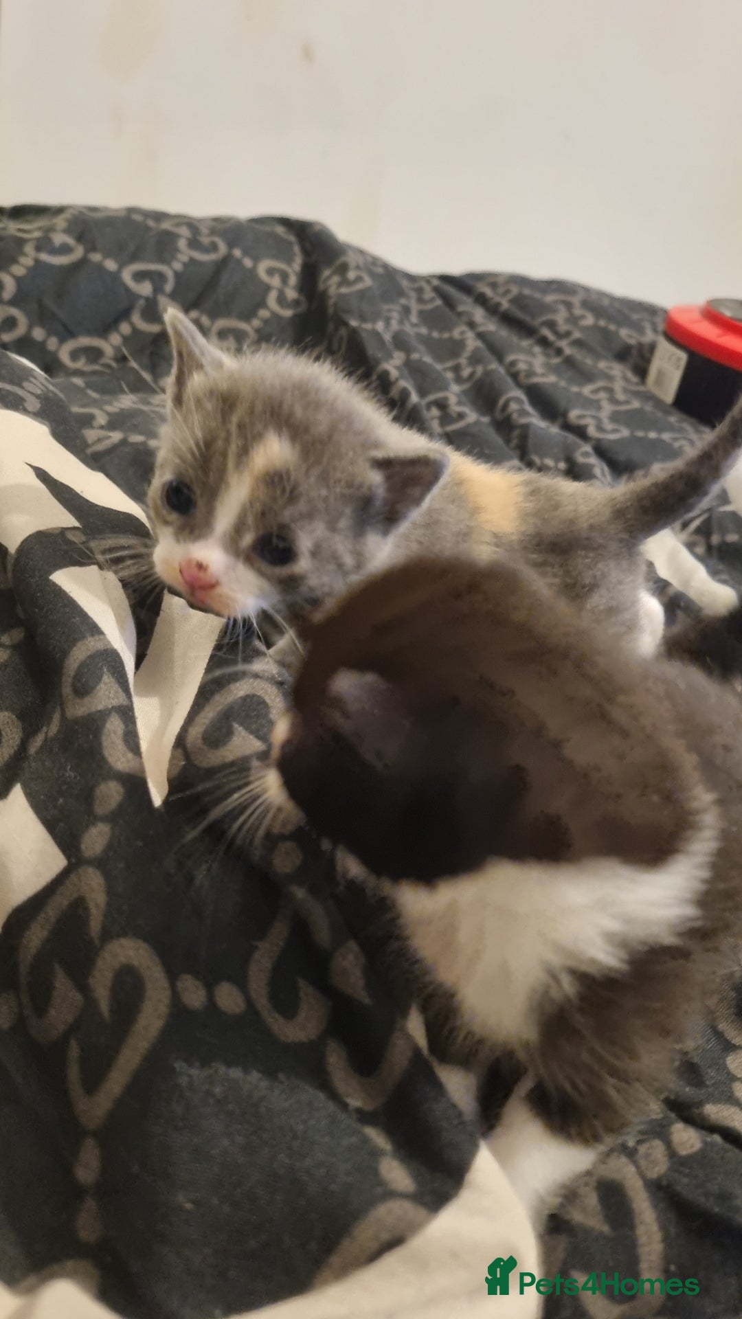 Mixed Breed cats for sale: Kittens for sale beautiful  - Image 1